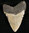 Megalodon Tooth - North Carolina #7469-2